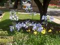 Lily of the Nile / Agapanthus africanus